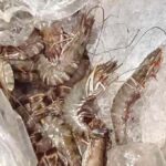 Mga giant Tiger Prawns na walang dokumento, naharang sa El Nido port